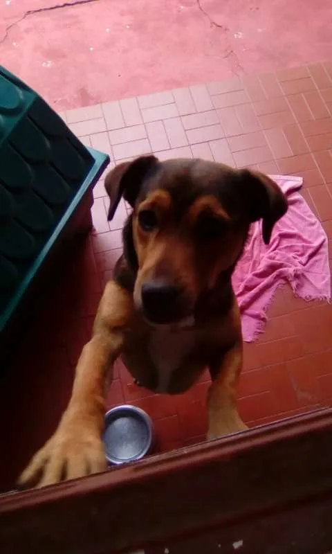 Cachorro ra a sem raça idade 1 ano nome Kiko