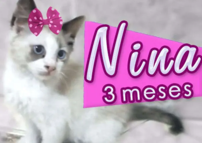 Gato ra a SRD idade 2 a 6 meses nome Nina