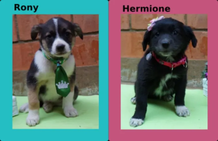 Cachorro ra a SRD idade Abaixo de 2 meses nome Rony e Hermione