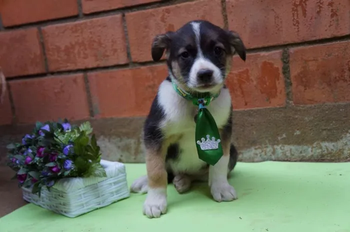 Cachorro ra a SRD idade Abaixo de 2 meses nome Rony e Hermione