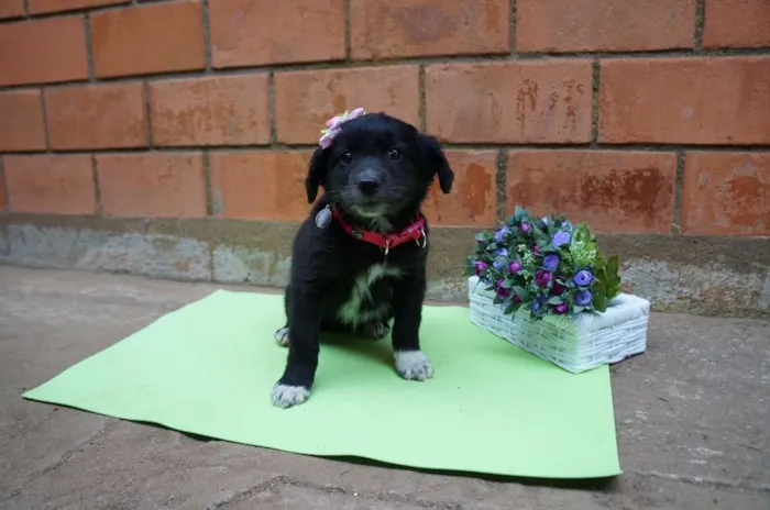 Cachorro ra a SRD idade Abaixo de 2 meses nome Rony e Hermione