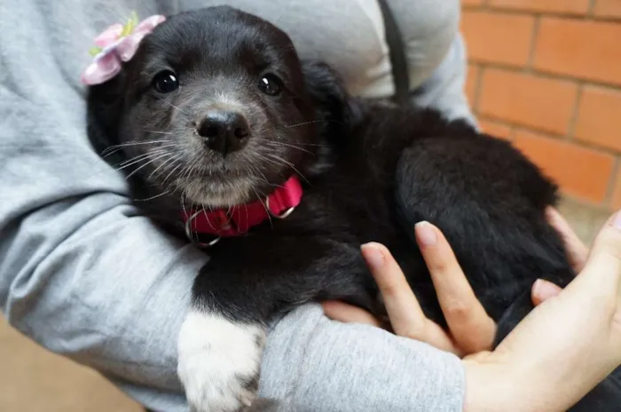 Cachorro ra a SRD idade Abaixo de 2 meses nome Rony e Hermione