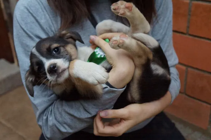 Cachorro ra a SRD idade Abaixo de 2 meses nome Rony e Hermione