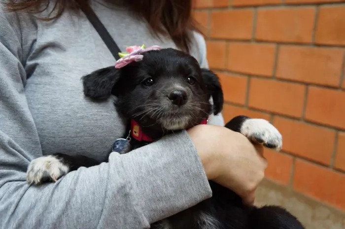 Cachorro ra a SRD idade Abaixo de 2 meses nome Rony e Hermione