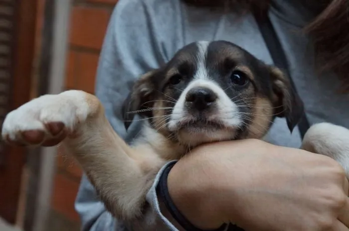 Cachorro ra a SRD idade Abaixo de 2 meses nome Rony e Hermione