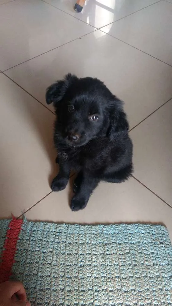 Cachorro ra a Sem raça idade Abaixo de 2 meses nome Sem nome