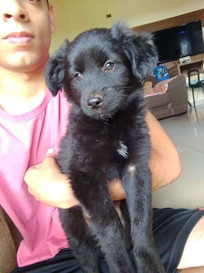 Cachorro ra a Sem raça idade Abaixo de 2 meses nome Sem nome
