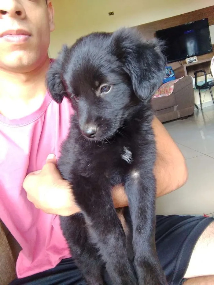 Cachorro ra a Sem raça idade Abaixo de 2 meses nome Sem nome