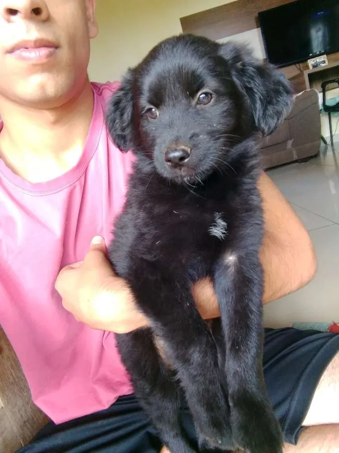 Cachorro ra a Sem raça idade Abaixo de 2 meses nome Sem nome