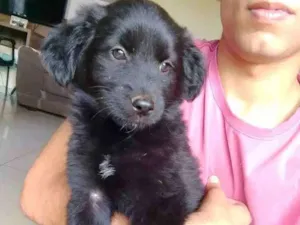 Cachorro raça Sem raça idade Abaixo de 2 meses nome Sem nome