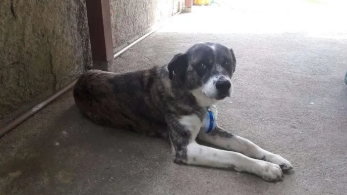 Cachorro ra a Sem raça definida idade 6 ou mais anos nome Bob