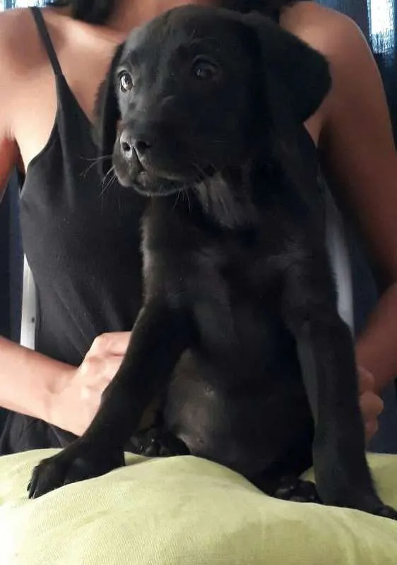 Cachorro ra a Labrador/Vira-lata idade Abaixo de 2 meses nome Sem nome