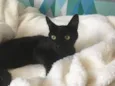 Zeecat