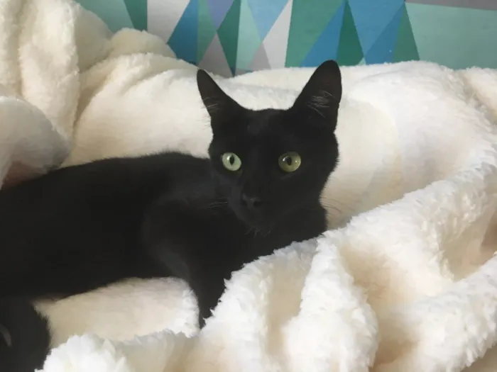 Gato ra a SRD idade 2 a 6 meses nome Zeecat
