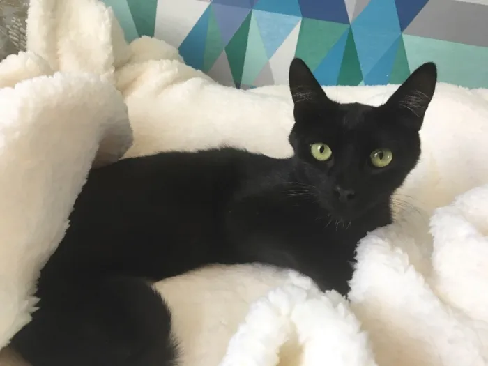 Gato ra a SRD idade 2 a 6 meses nome Zeecat