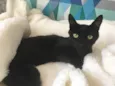 Zeecat