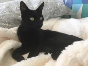 Gato raça SRD idade 2 a 6 meses nome Zeecat