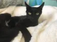 Zeecat