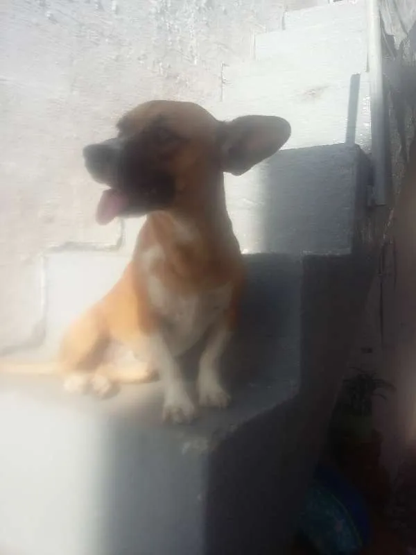 Cachorro ra a VIRA LATA idade 3 anos nome NINA