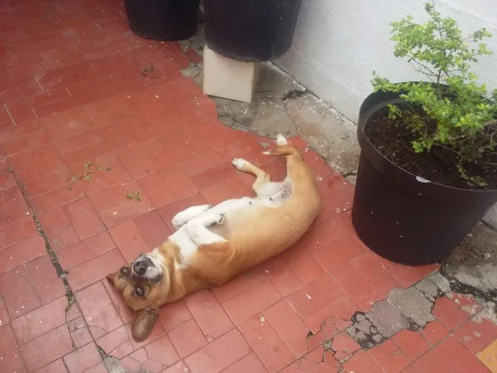 Cachorro ra a VIRA LATA idade 3 anos nome NINA