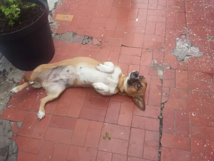 Cachorro ra a VIRA LATA idade 3 anos nome NINA