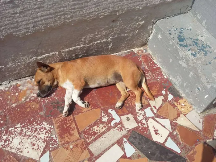 Cachorro ra a VIRA LATA idade 3 anos nome NINA