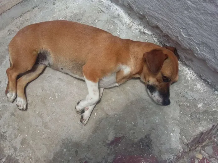 Cachorro ra a VIRA LATA idade 3 anos nome NINA