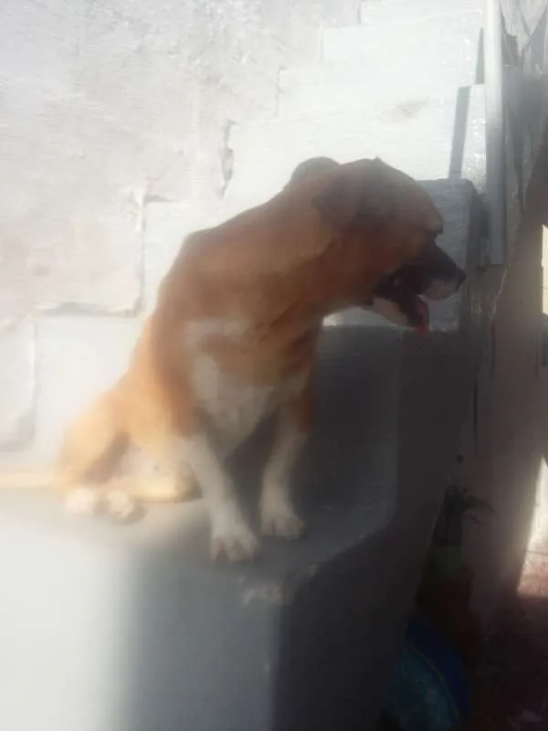 Cachorro ra a VIRA LATA idade 3 anos nome NINA