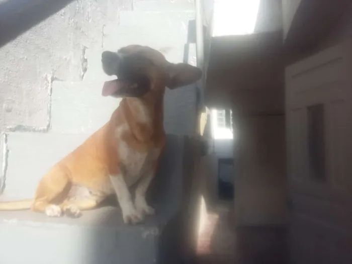 Cachorro ra a VIRA LATA idade 3 anos nome NINA