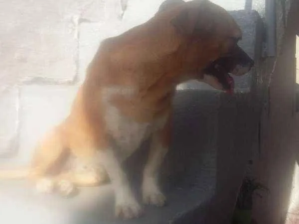 Cachorro ra a VIRA LATA idade 3 anos nome NINA