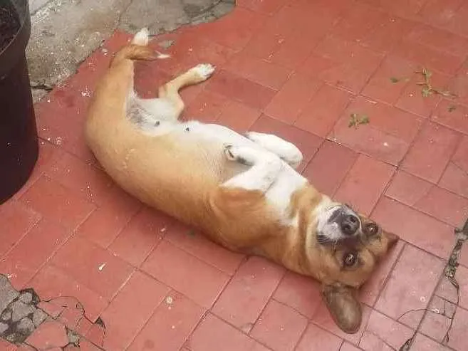 Cachorro ra a VIRA LATA idade 3 anos nome NINA