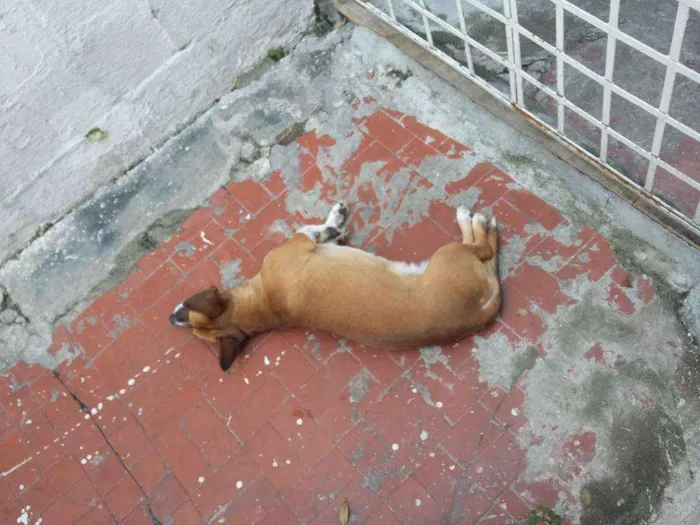 Cachorro ra a VIRA LATA idade 3 anos nome NINA
