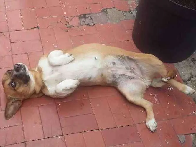 Cachorro ra a VIRA LATA idade 3 anos nome NINA
