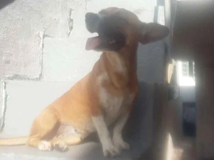 Cachorro ra a VIRA LATA idade 3 anos nome NINA