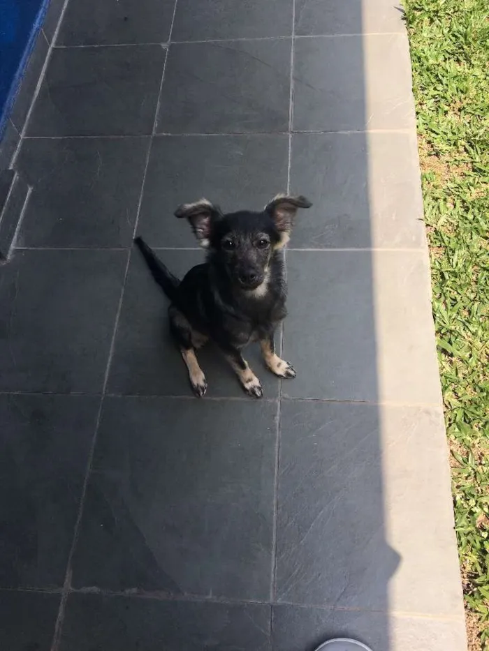 Cachorro ra a Vira lata idade 2 a 6 meses nome Amora