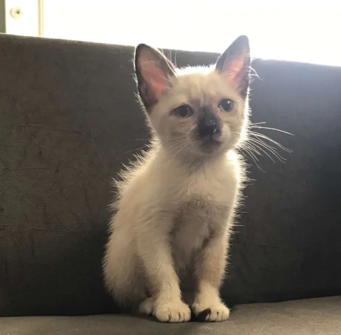 Gato ra a  idade Abaixo de 2 meses nome Lili 