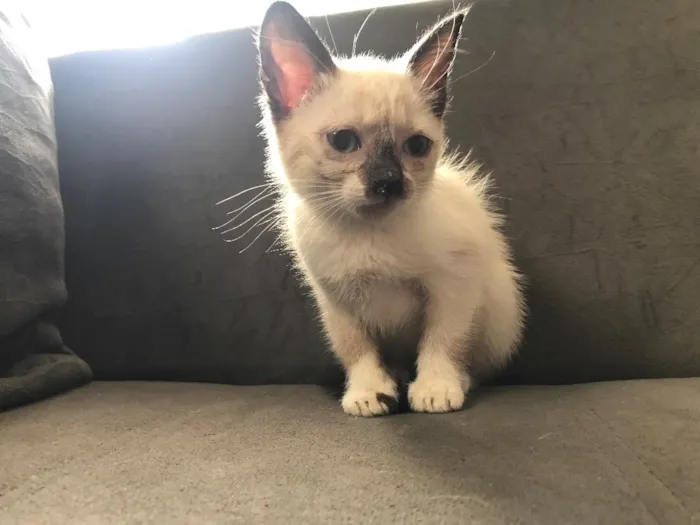 Gato ra a  idade Abaixo de 2 meses nome Lili 