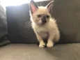 Lili