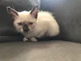 Lili