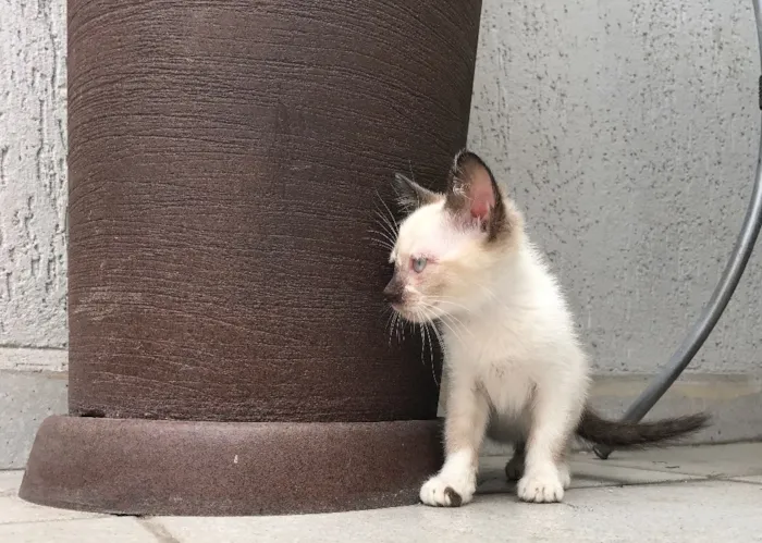 Gato ra a  idade Abaixo de 2 meses nome Lili 