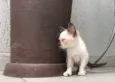 Lili