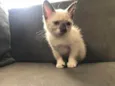 Lili