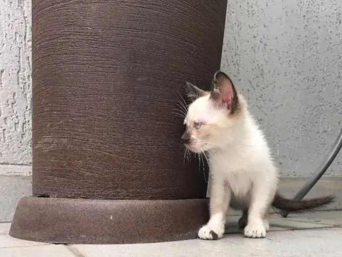 Gato ra a  idade Abaixo de 2 meses nome Lili 