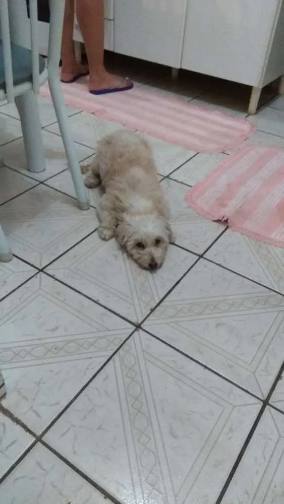 Cachorro raça Sem raça definida idade 5 anos nome Belinha