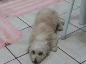 Cachorro raça Sem raça definida idade 5 anos nome Belinha