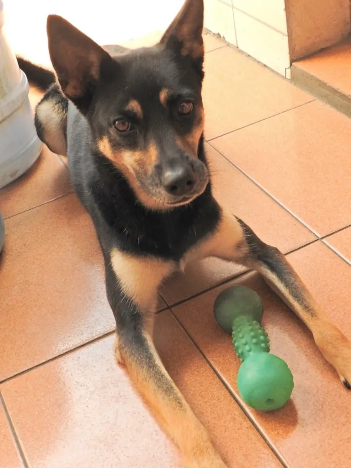 Cachorro ra a SRD idade 2 anos nome Belinha