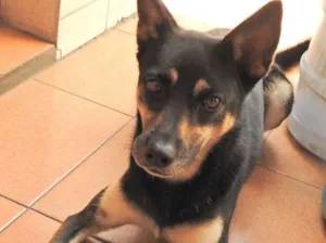 Cachorro raça SRD idade 2 anos nome Belinha