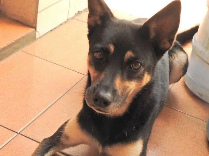 Cachorro ra a SRD idade 2 anos nome Belinha