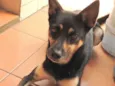 Belinha