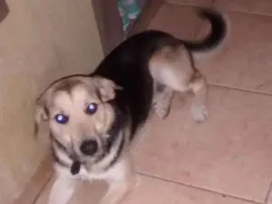 Cachorro raça Vira lata idade 1 ano nome Rampol